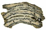 Mammoth Molar Slice With Case - South Carolina #337719-1